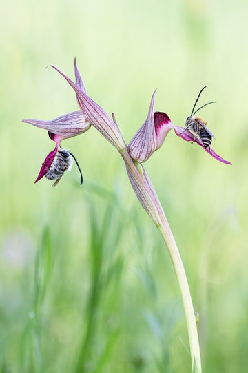 Eucera longicornis y serapia lingua (pinares de Almonte)
