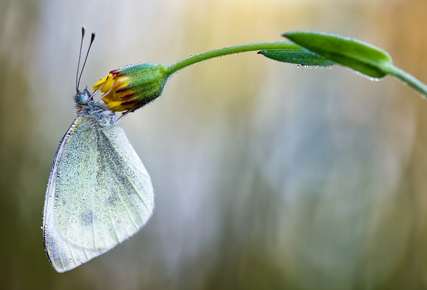 Pieris rapae, Doñana