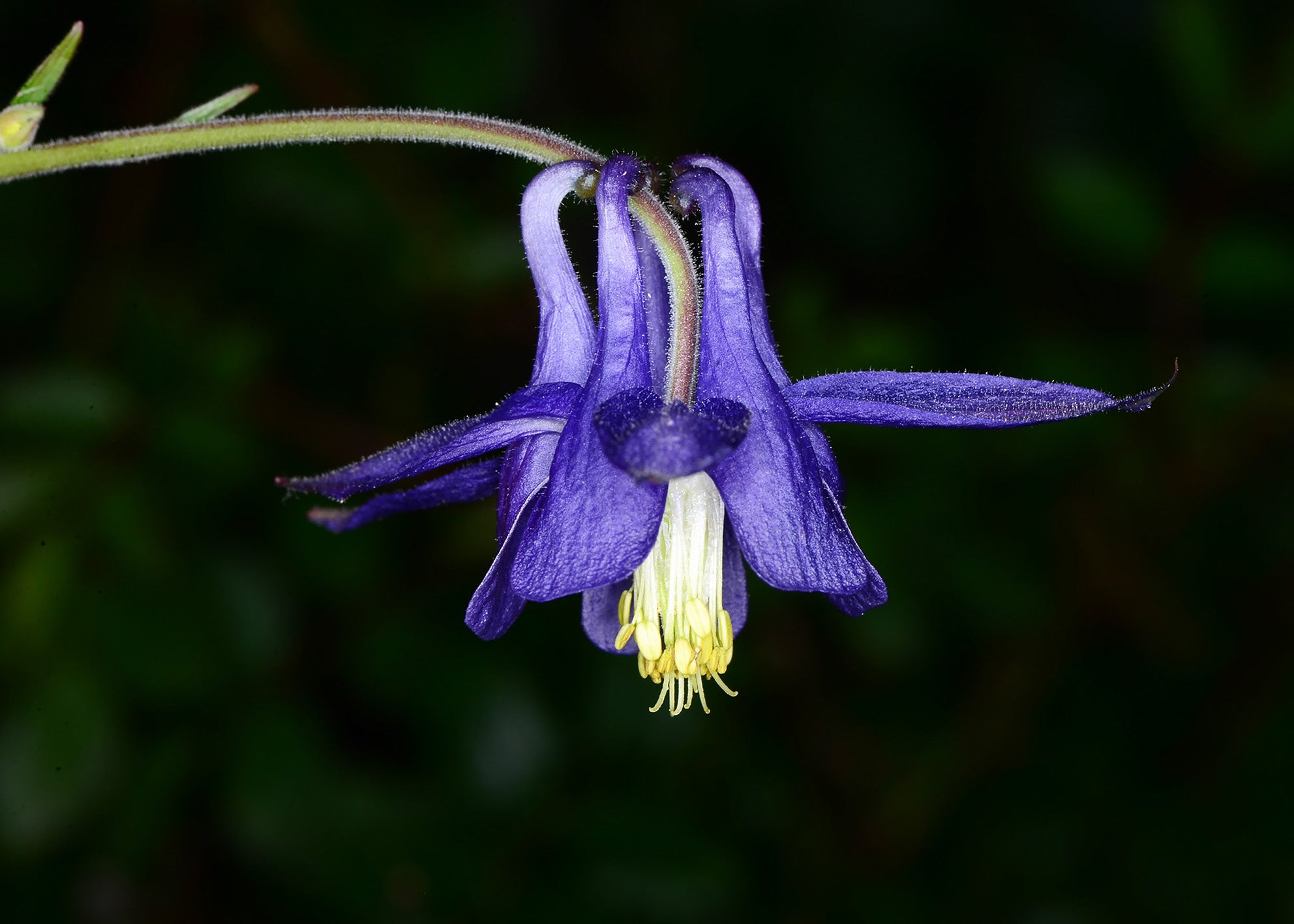 Aquílegia Vulgaris Subsp Nevadensis