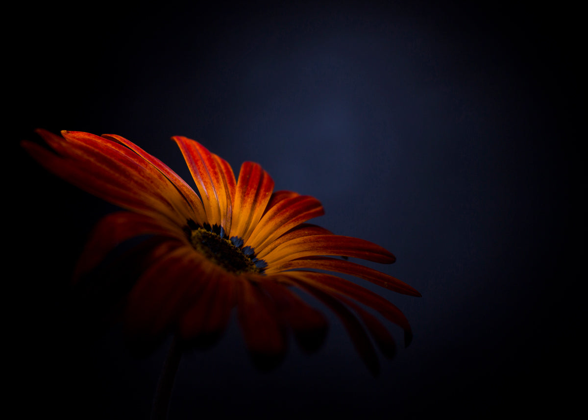El hermoso color cálido de la flor en la oscuridad