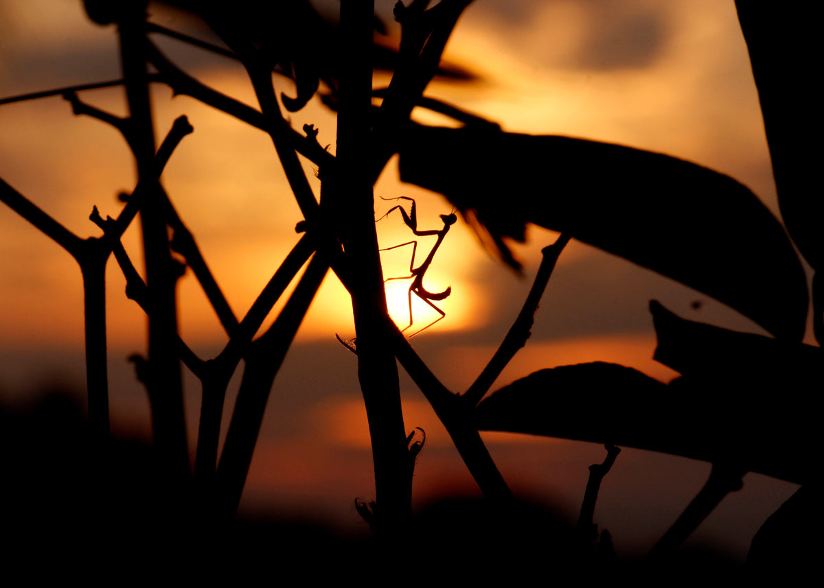 Naturaleza louva a deus e o sol