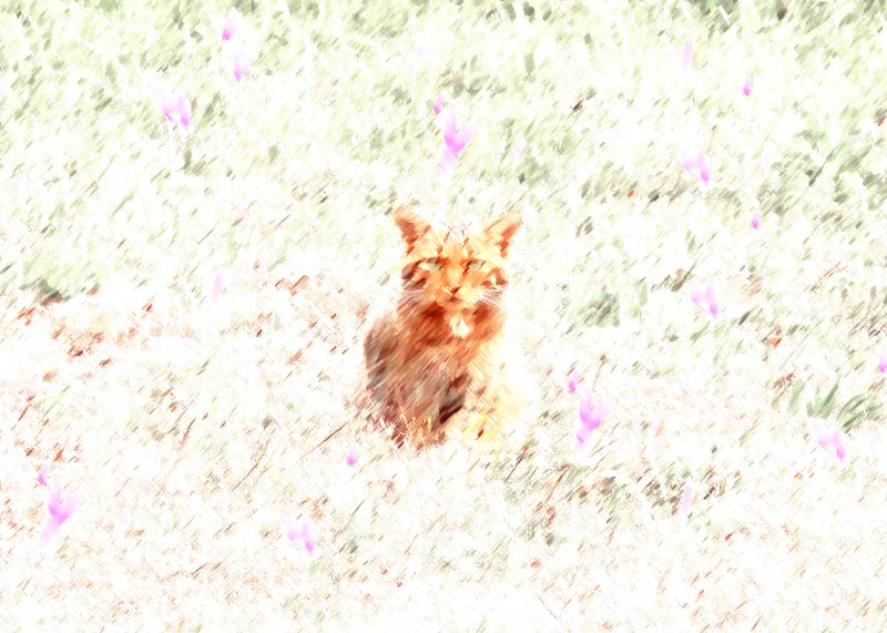 02-gato montes