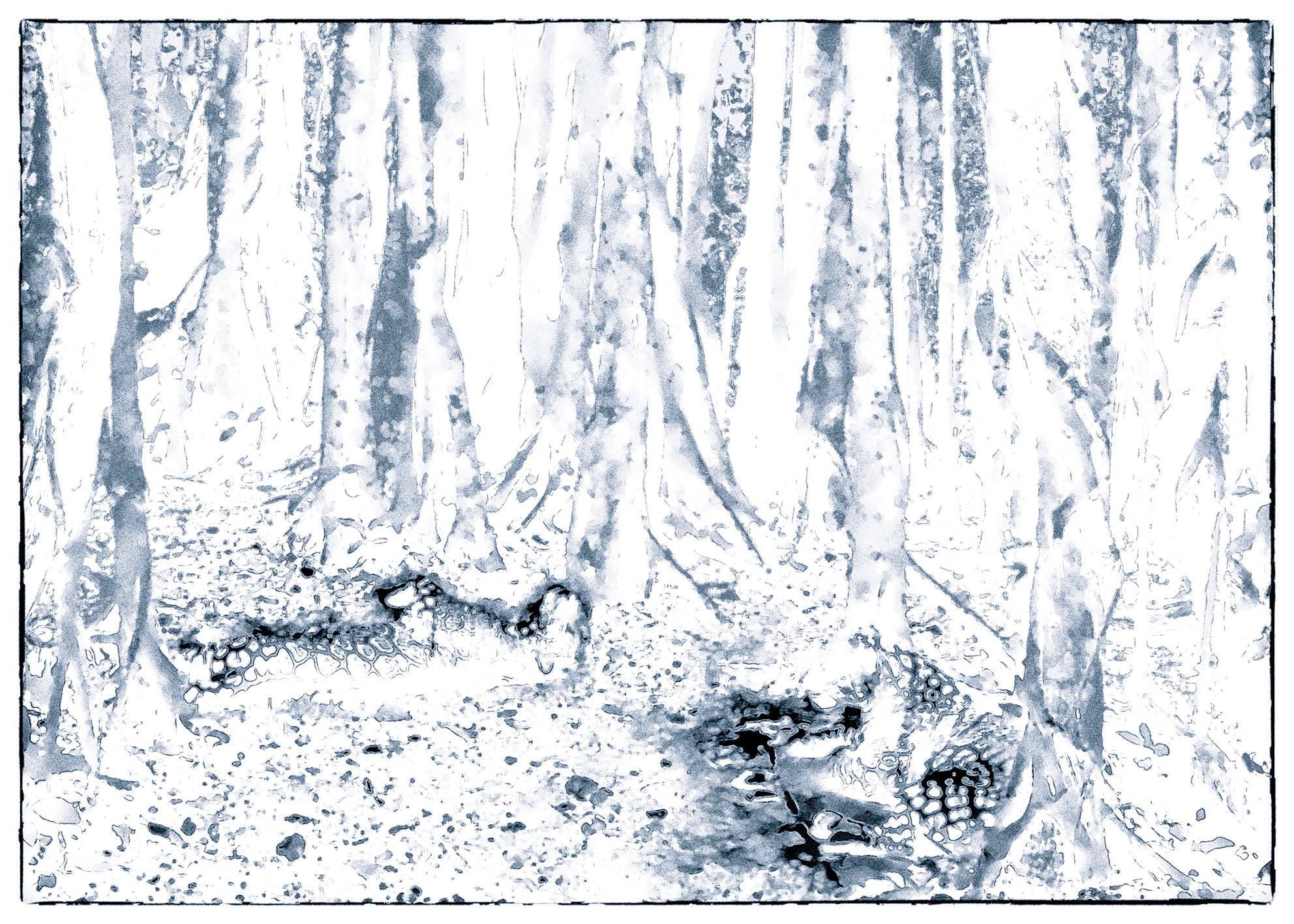 Al Amparo de la Selva_mon
