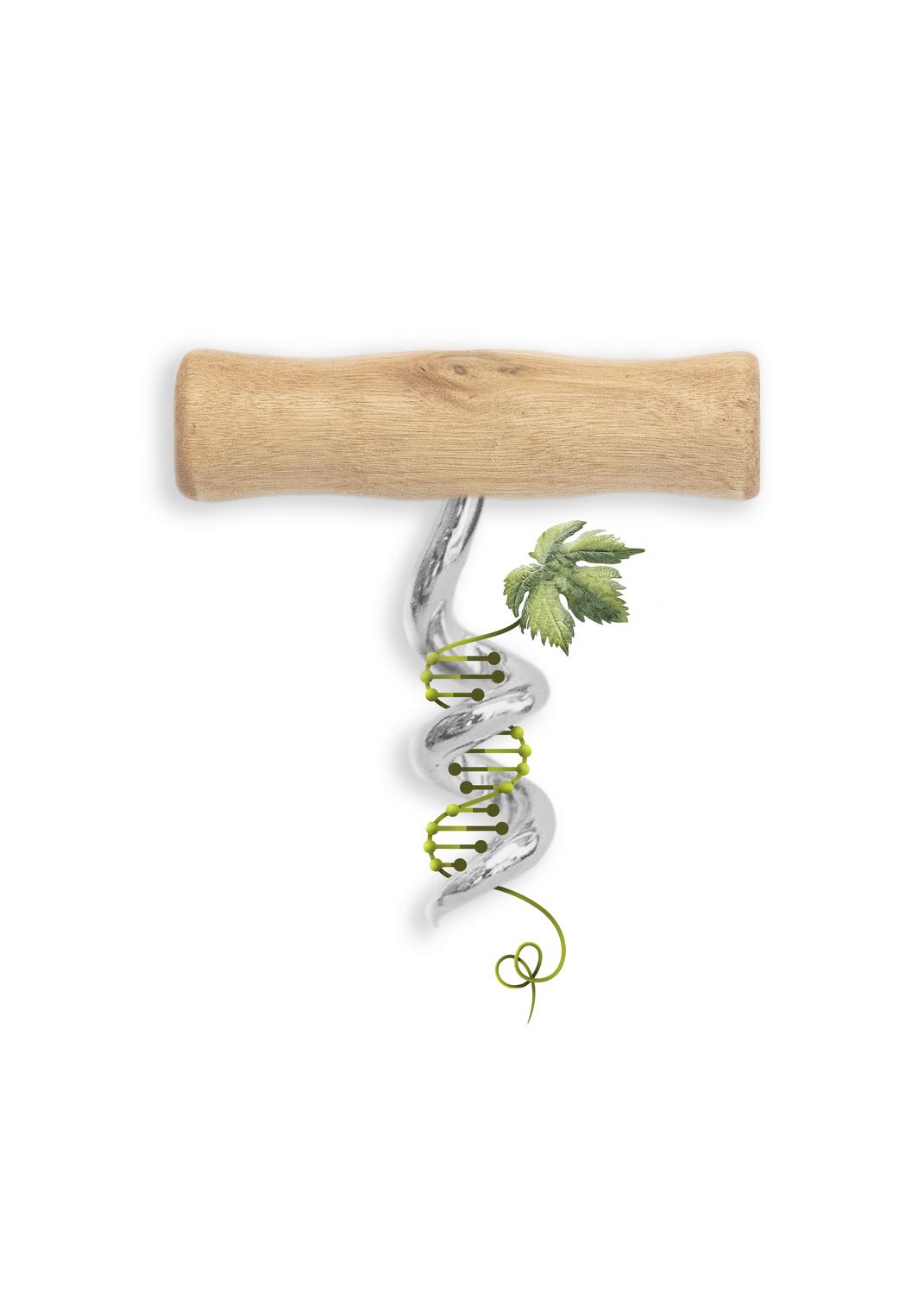 La Genética del vino