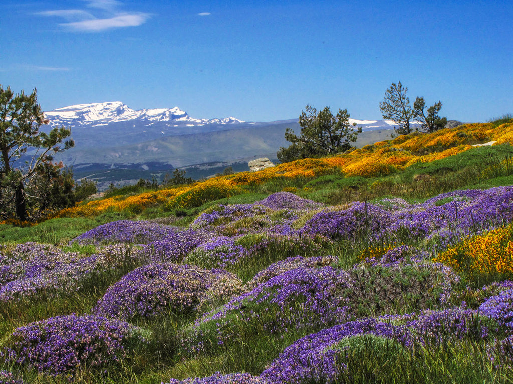 Paisaje del Bosque Herido en Sierra Nevada