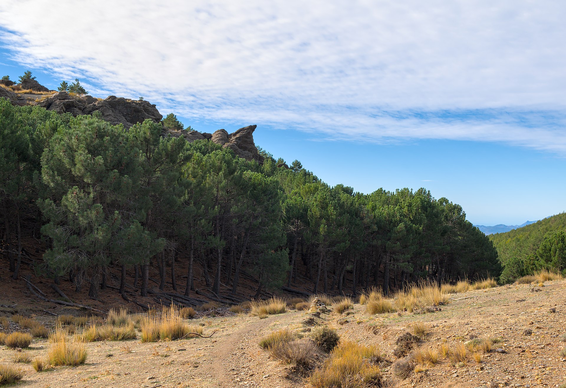 Sendero entre pinares de alta montaña en Sierra Nevada