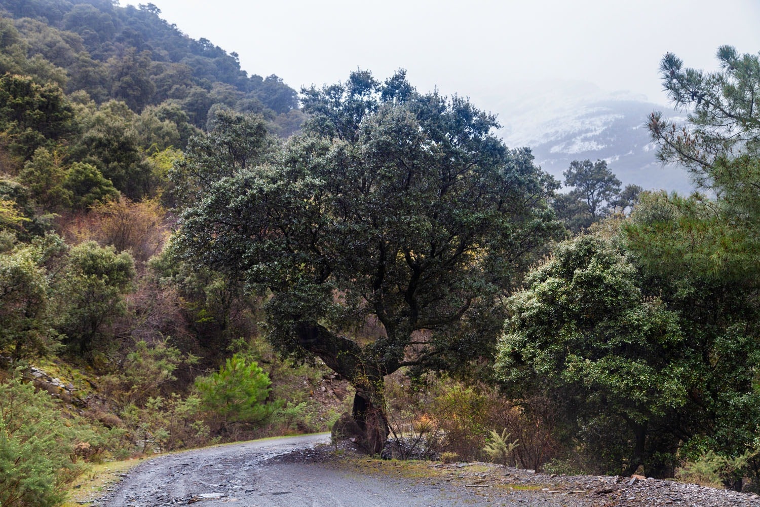 Encina madura de Sierra Nevada junto al camino de montaña